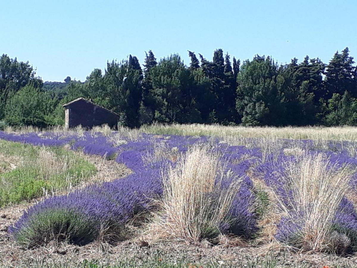 La Petite Maison Dans Les Vignes Chamaret 外观 照片